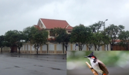 'Đắt giá' như... chào mào nhà quan!